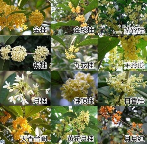 桂花的種類|桂花的品种分类，桂花的品种分类及区别